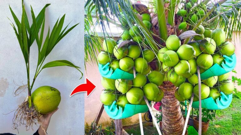 Un vecchio trucco per far crescere le noci di cocco più velocemente… scopri come!