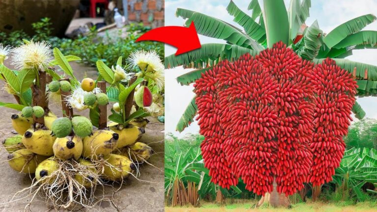 Alcuni giardinieri usano un trucco geniale con la banana per potenziare i partenocarpici…