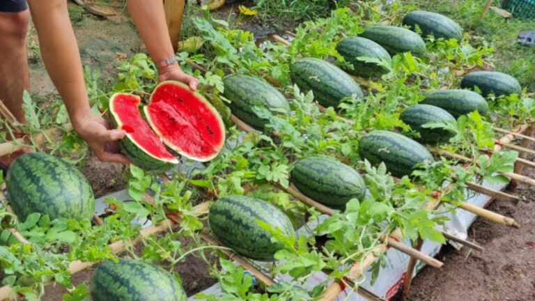 Questo metodo semplice trasforma il tuo giardino: angurie dolci e gigantesche in pochi