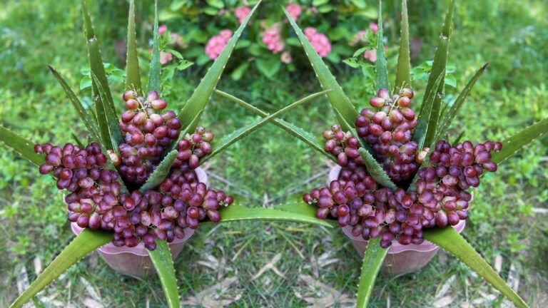 Questo semplice gesto trasforma l’aloe in un frutteto… scoprilo subito!
