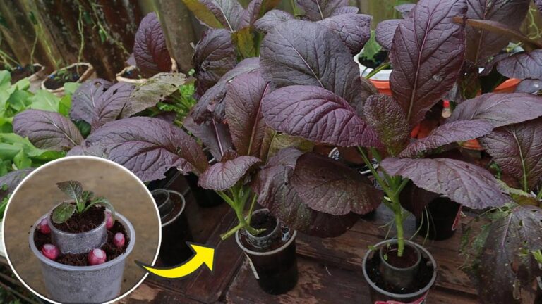 Questo metodo geniale trasforma tazze di plastica in verdure senza terra…