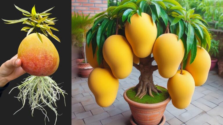 Questo metodo semplice trasforma un seme di mango in un albero rigoglioso…