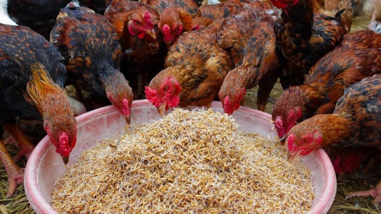 Questo semplice gesto trasforma le tue galline in prodigiose produttrici di uova…