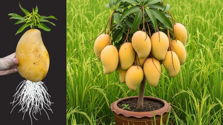 Alcuni giardinieri usano un metodo semplice per coltivare alberi di mango…