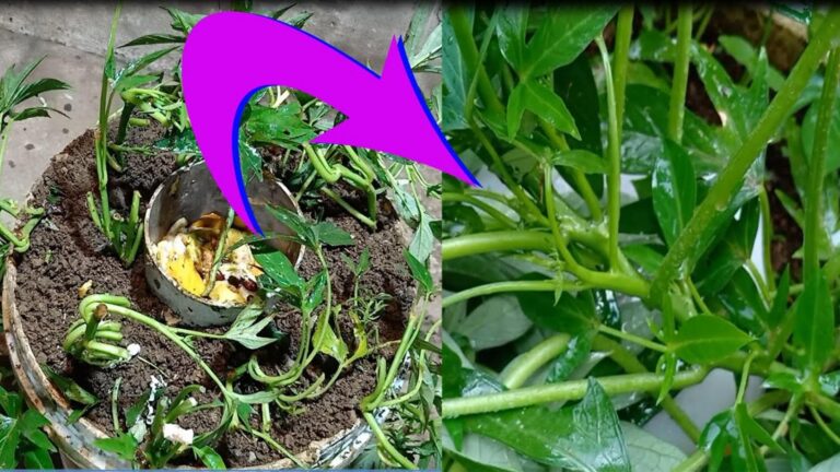 Questo semplice gesto trasforma i rifiuti in fertilizzante per patate dolci…