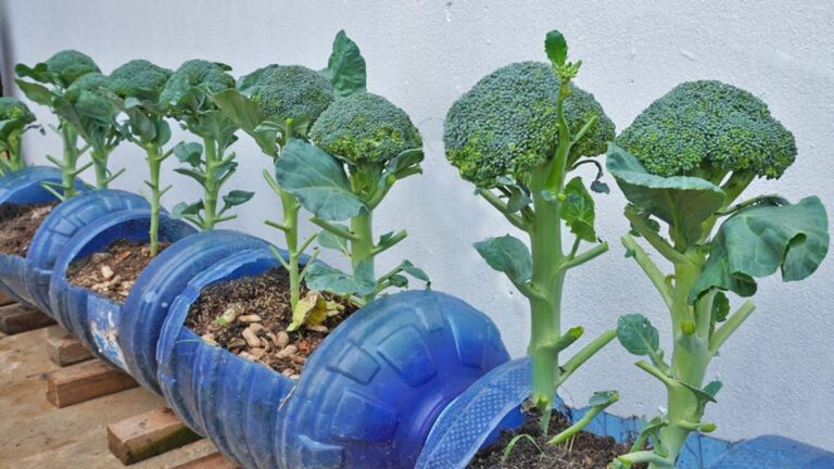 Questo semplice gesto trasforma il tuo orto in un paradiso di broccoli…