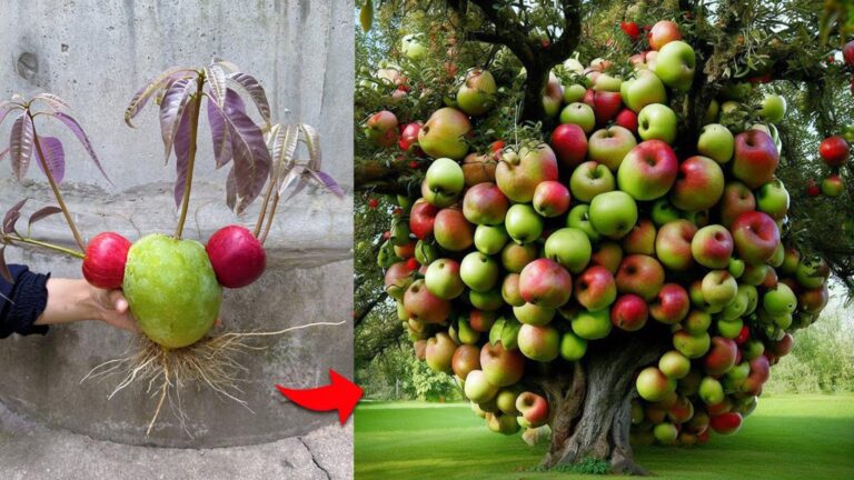 Questo semplice gesto trasformerà la tua coltivazione di mango e mele…