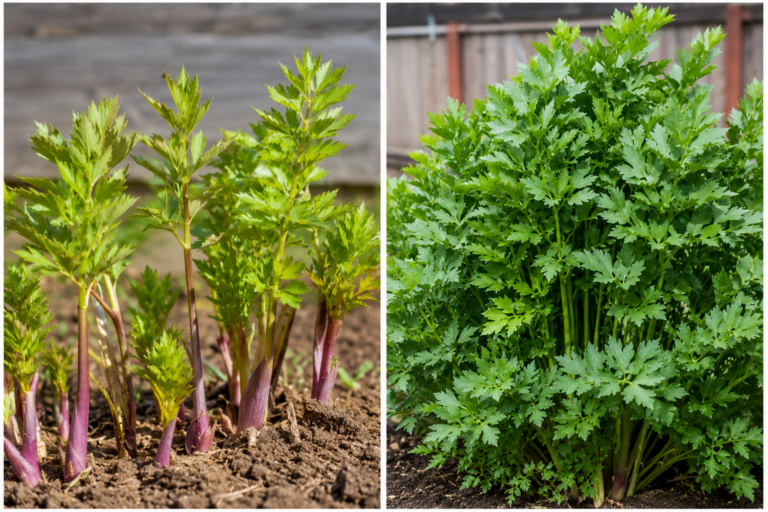 Comment cultiver et utiliser la livèche : l’herbe oubliée que tout le monde devrait avoir au jardin