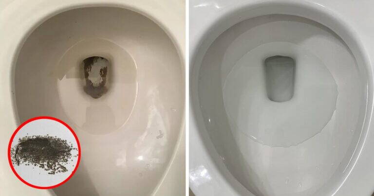 I trucchi più efficaci per eliminare la muffa nera dal WC senza fatica
